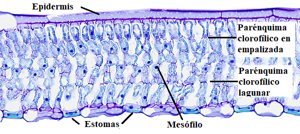 Figura 3