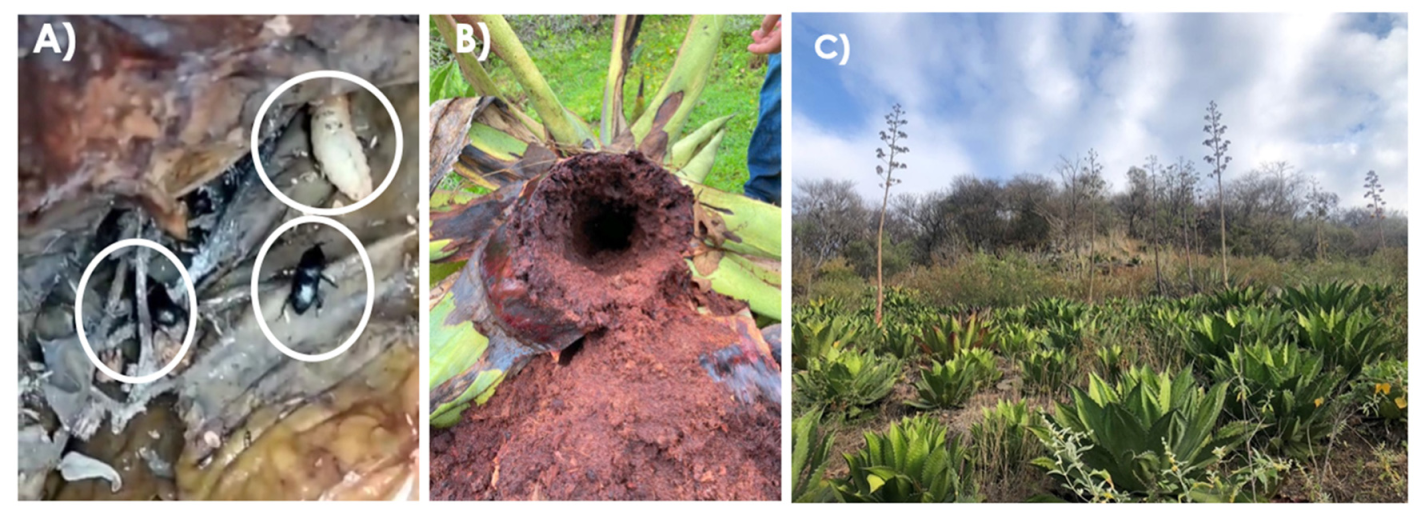 Figura 2. A) Picudo del agave en diferentes etapas de vida; B) Agave cupreata con daño del picudo (Fotos: GómezIbarra, 2024); y C) Plantación agroforestal de Agave cupreata en Etucuaro, Mich., (Foto: RamosOrtiz, 2024).x